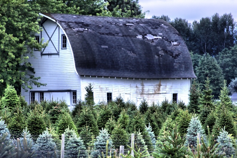 Christmas Tree Farm