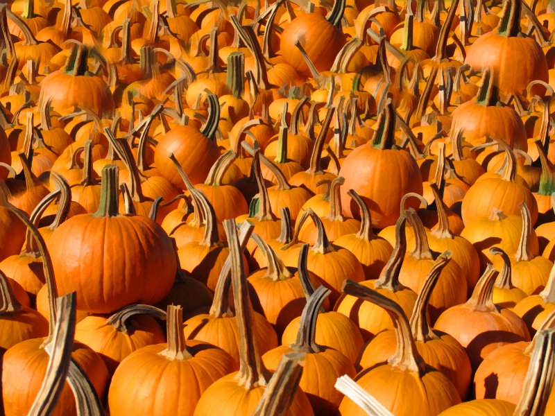 Pumpkins anyone!
