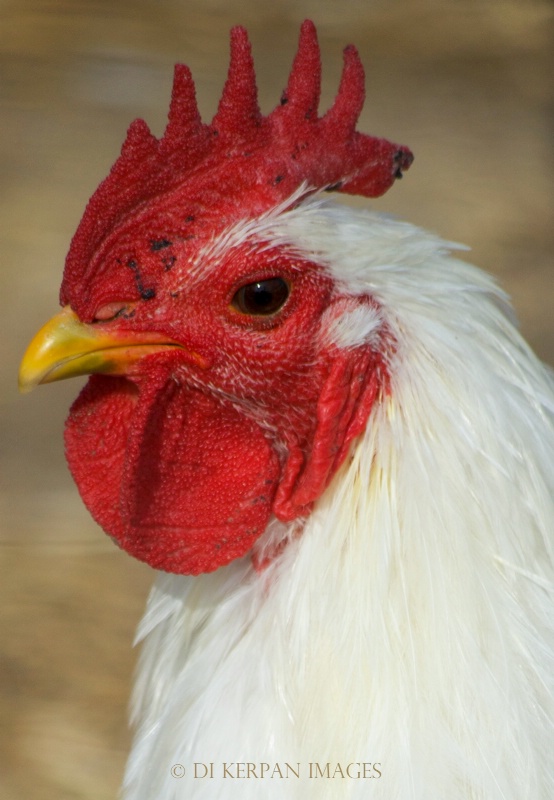 portrait of a redhead