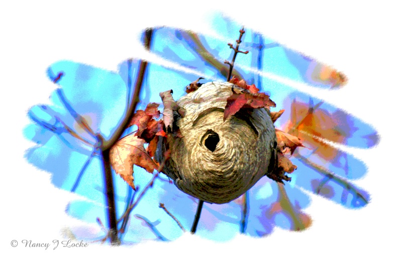 Bald-faced Hornet Nest