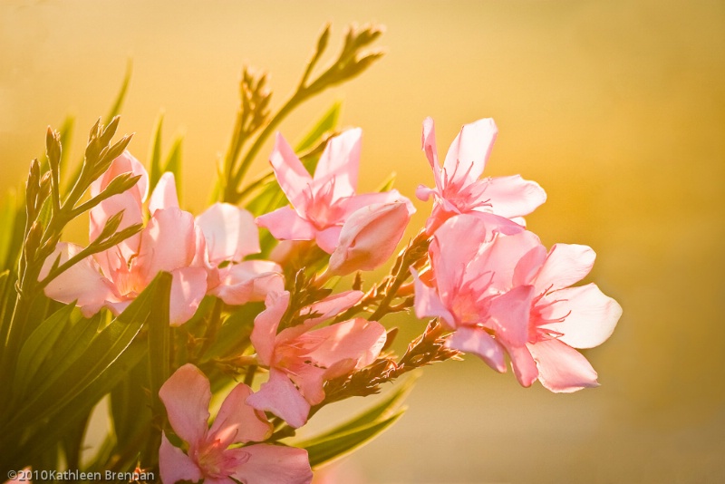 Sunrise Oleanders