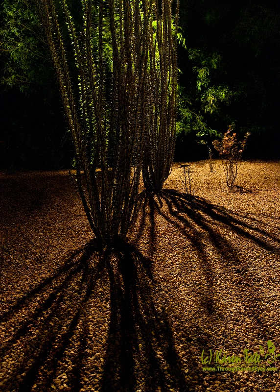 Desert Botanical Gardens, Scottsdale, AZ