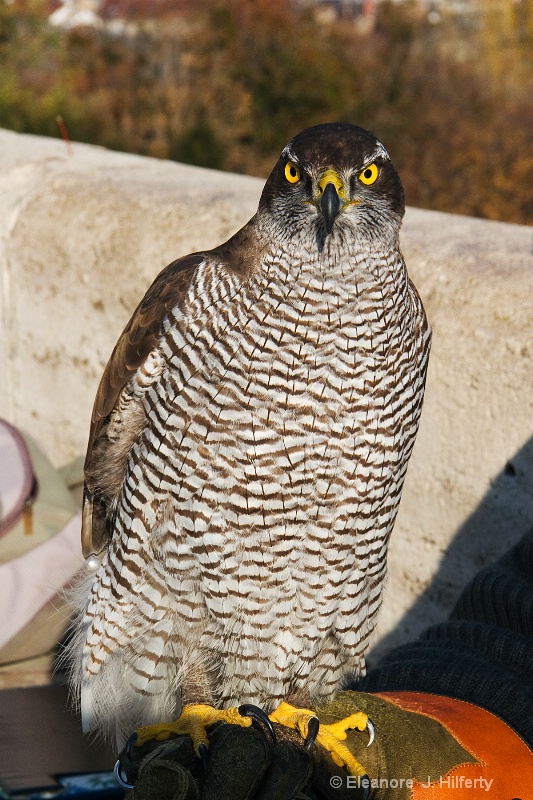 Hawk in Budapest 2