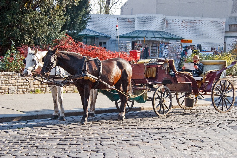 Horse and cart - ID: 11137900 © Eleanore J. Hilferty