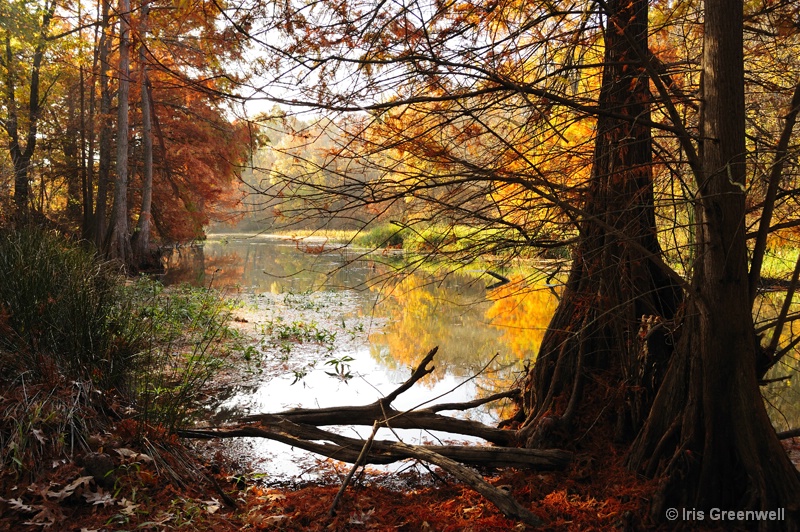 Cypress Trees in lake Murray