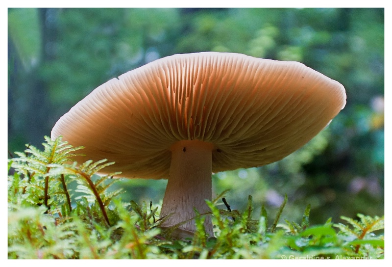 Mushroom