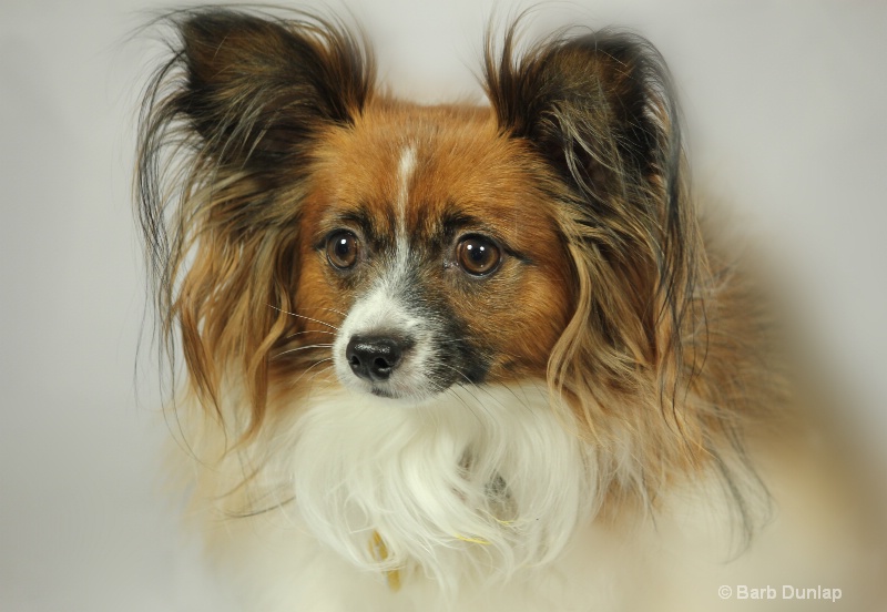 Intensity - Our Papillon, Quincy