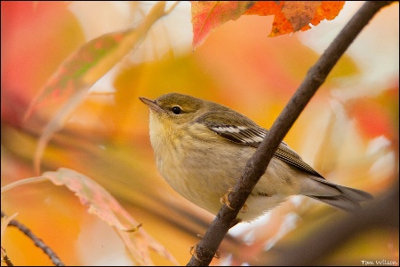 Blackpoll Warbler