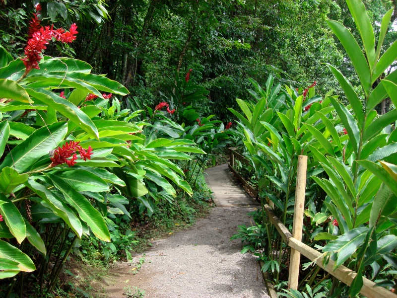 Tropical Path