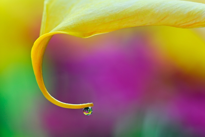 yellow calla