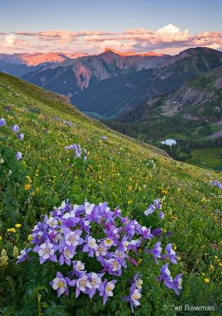 Columbines on Centerstage