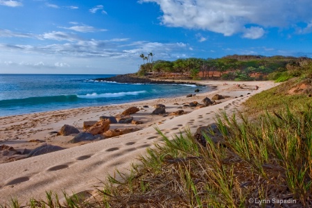 beach landscape 8