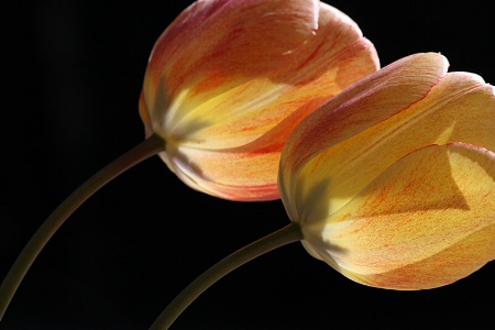 Bowing tulips