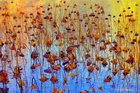 Winter Lotus Garden