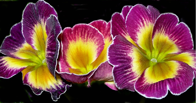 Pretty Primulas