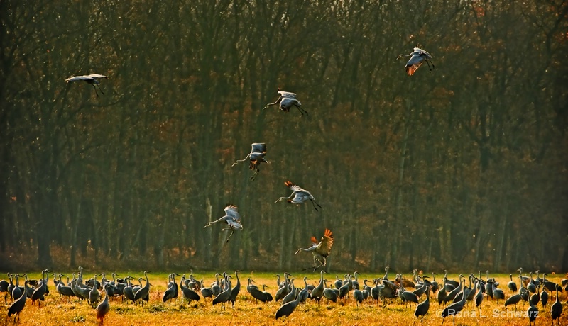 Sandhill Cranes: Kiting 