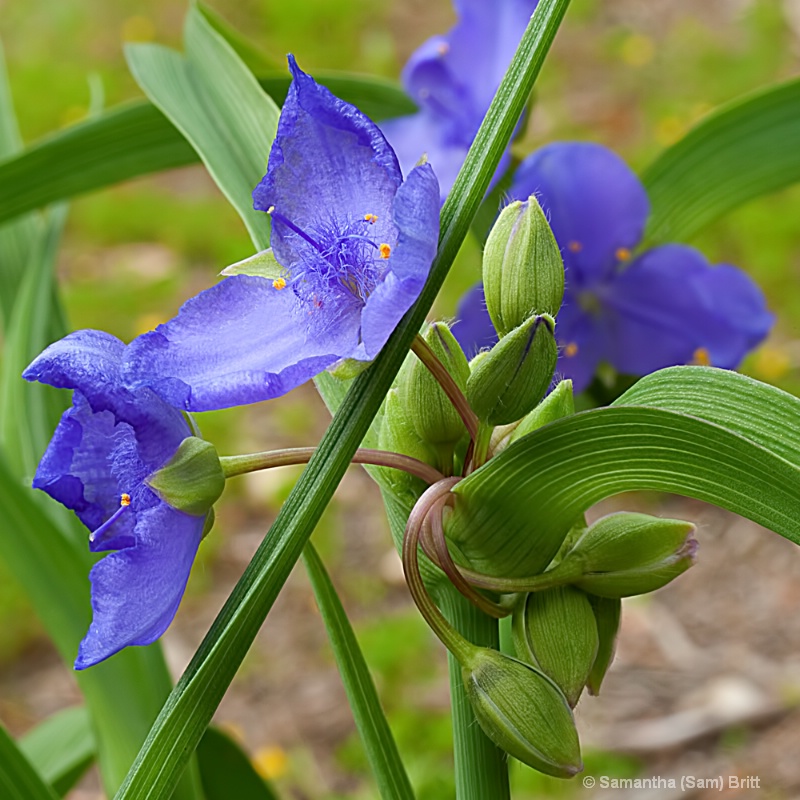  Tradescantia