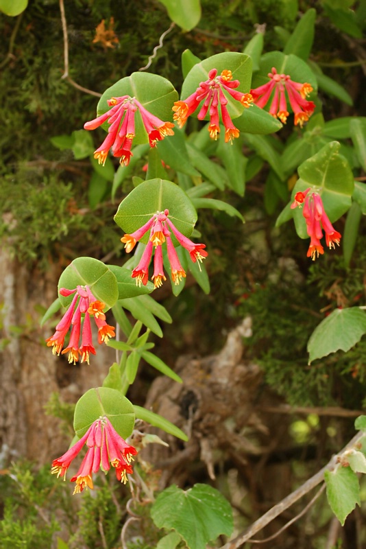 ~Honeysuckle~