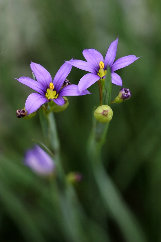 Blue-Eyed Grass