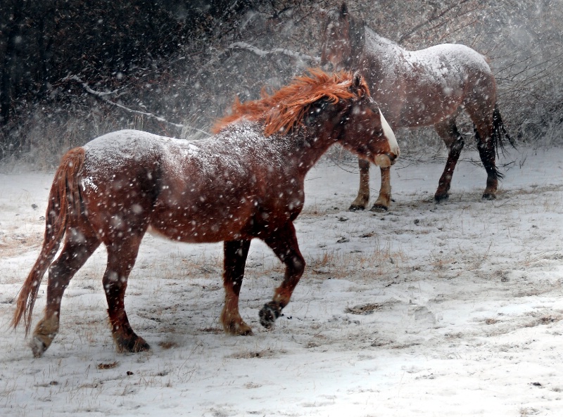 Red Mane in the Snow