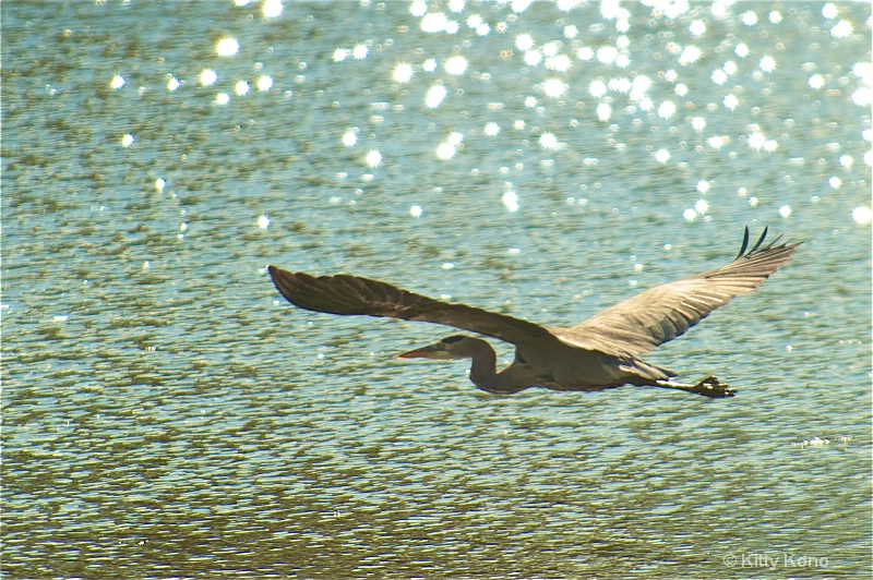 Heron Taking Off into the Wild Blue