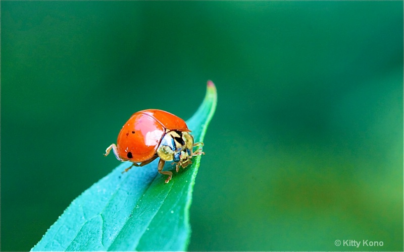 Dancing Ladybug