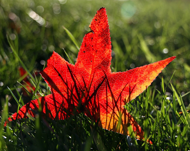 Red Leaf