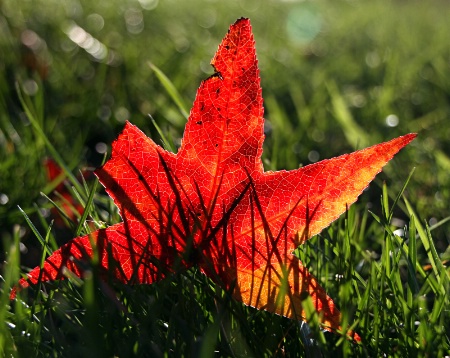 Red Leaf