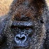 2Goma - ID: 11160557 © Kathy Salerni