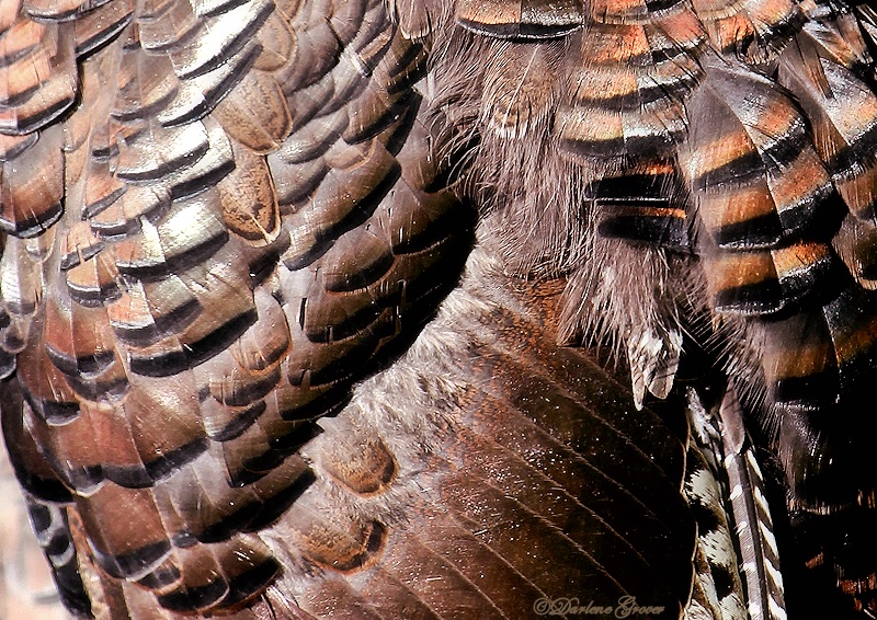 Wild Turkey Armor