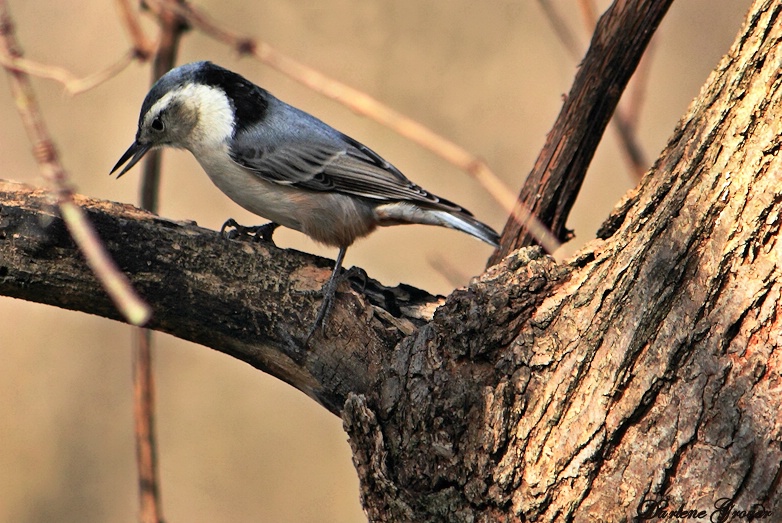 Who's a Pretty Bird?