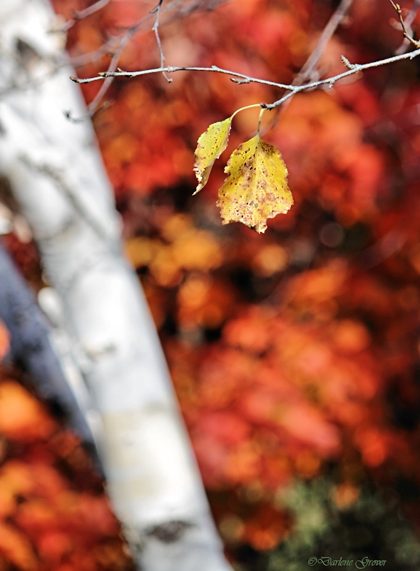 Birch and Bokeh