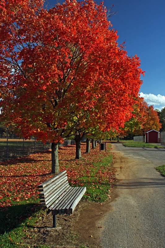 Colorful Autumn Day