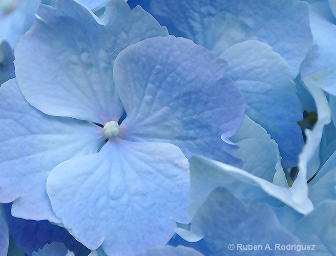 Hydrangea Blue 