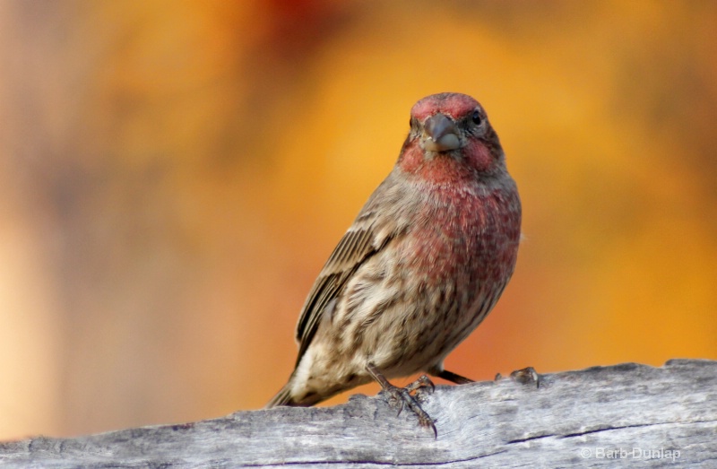 Male Housefinch at Dusk