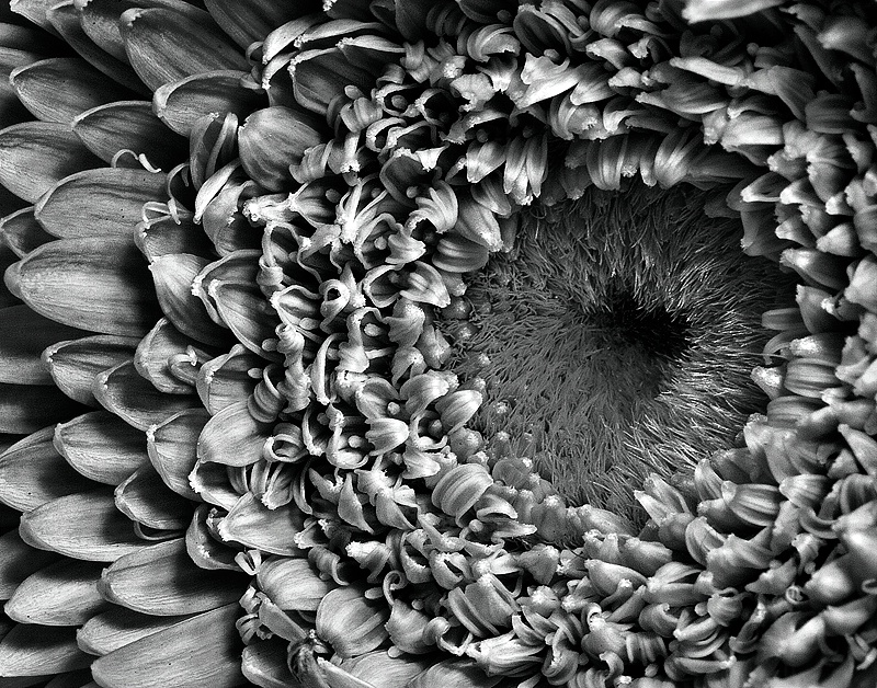 Gerber Daisy close-up