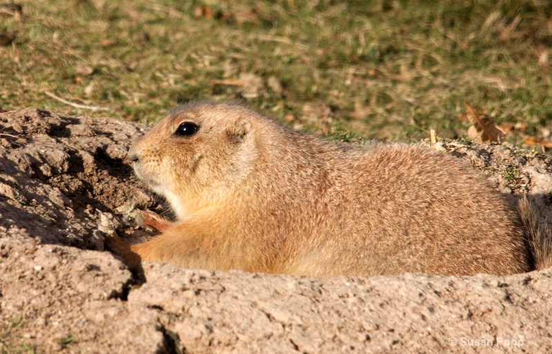 Hunkered Down - ID: 11169243 © Susan Popp