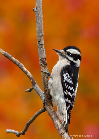 Downy Woodpecker