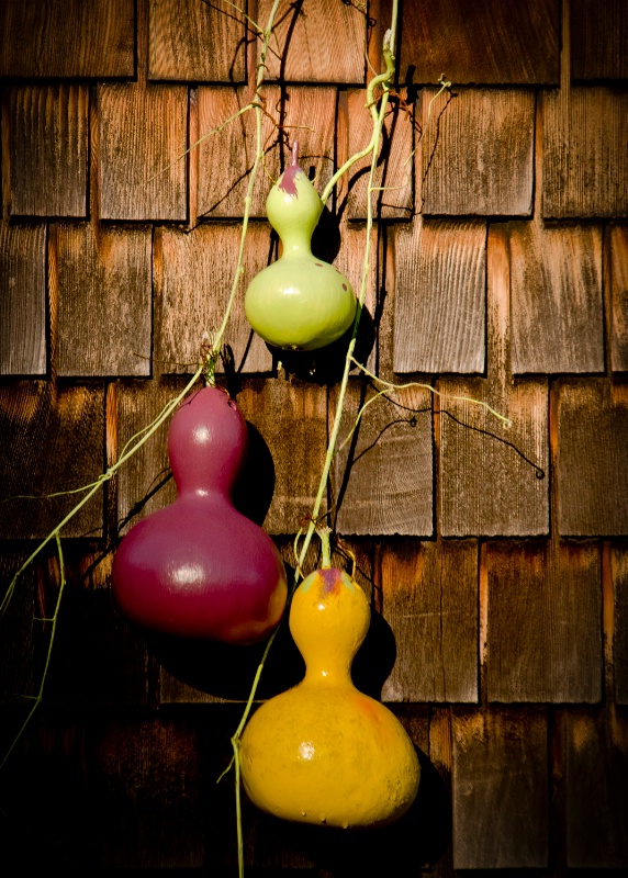 THREE GOURDS OF A DIFFERENT COLOR