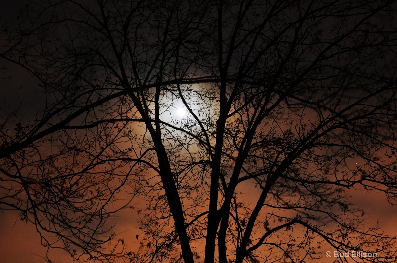 Thanksgiving Moon Through The Branches