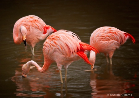 Pink Trio