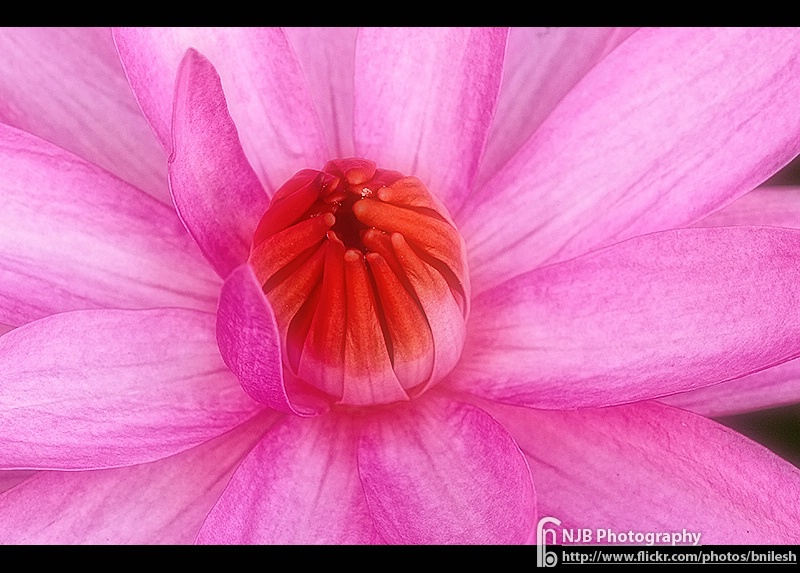 Pink Lotus