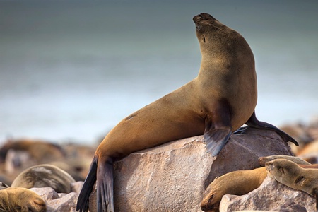 Fur seal on Skeleton Coast, Namibia