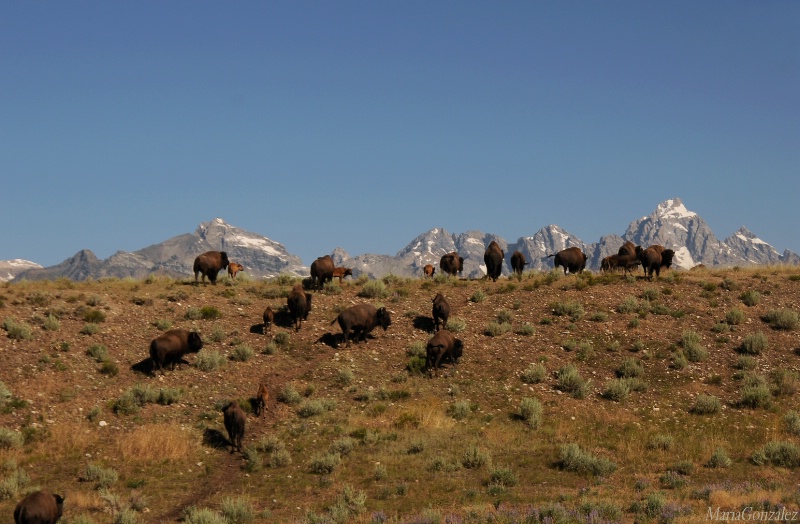 Blue Sky In The Tetons