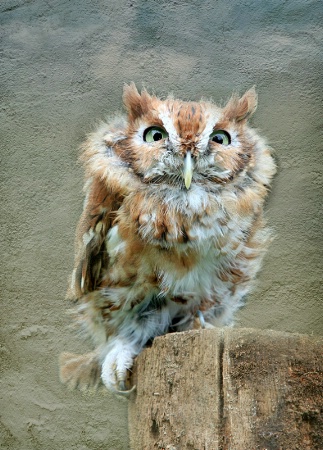 Screech Owl