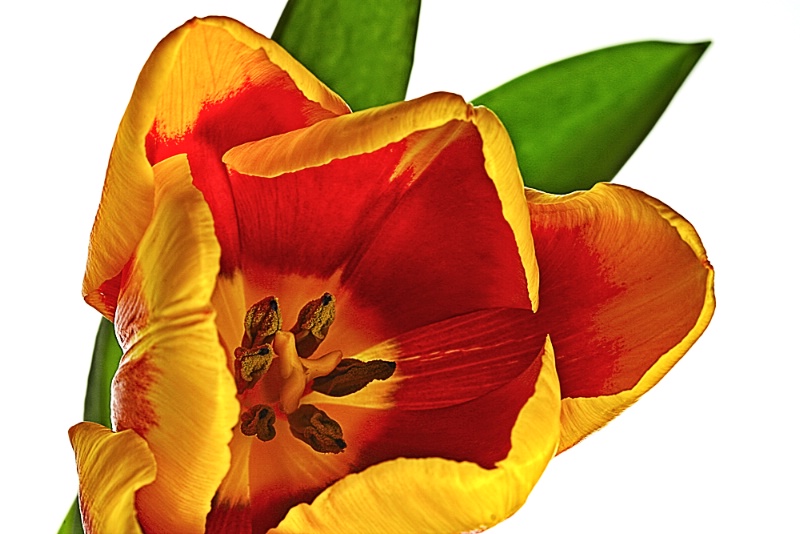 Tulip