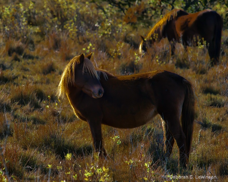 Wild Ponies - ID: 11179604 © Deborah C. Lewinson