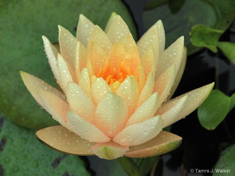 Post-rain Lotus