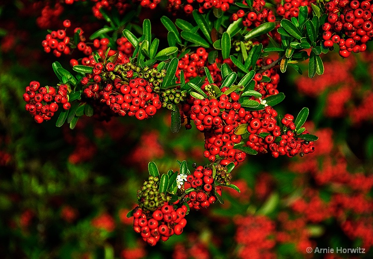 Red and Green All Over - ID: 11179776 © Arnie Horwitz