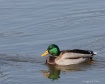 November Mallard